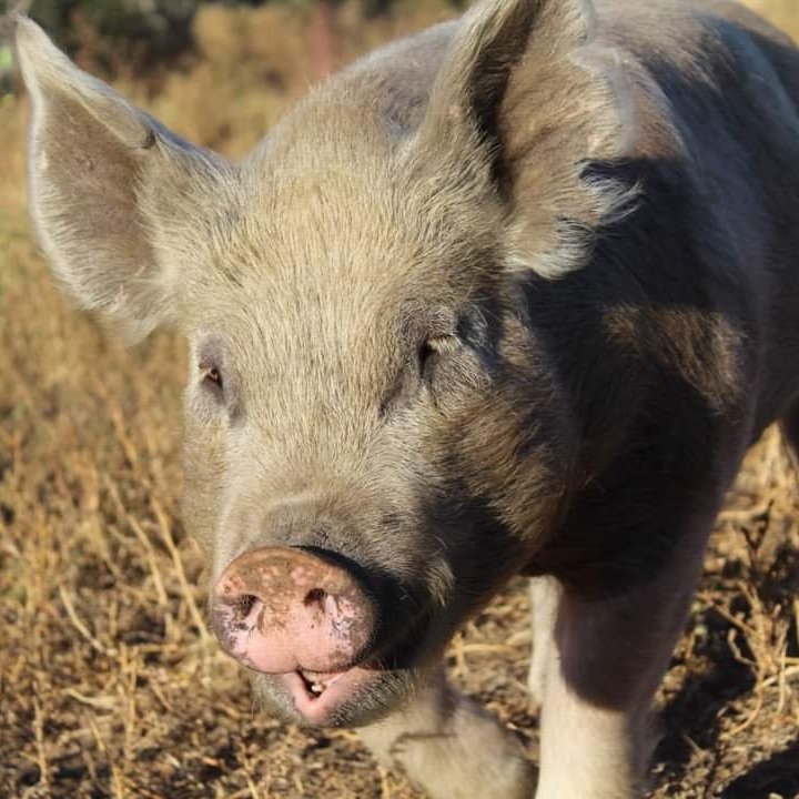 Erickson+Livestock+-+Gia Close-up of a curious pig walking through a field, showcasing its light gray fur and prominent snout, with natural surroundings in the background.